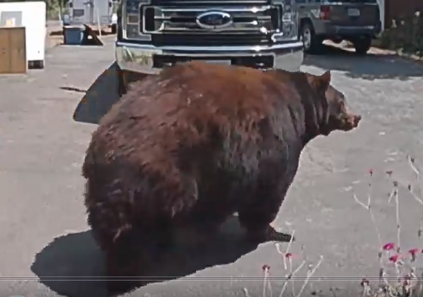 A female black bear, known as 64F aka: Hank the Tank caught on camera exiting home after smashing down door and ransacking house. The identity was confirmed by DNA samples processed by the California Department of Fish & Wildlife.